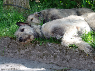Картинка животные собаки