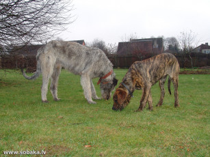 Картинка животные собаки