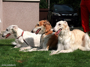 Картинка животные собаки