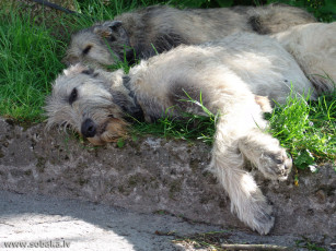 Картинка животные собаки