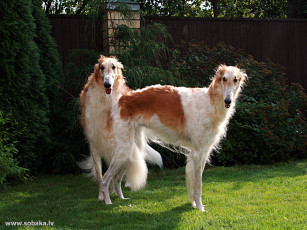 Картинка животные собаки