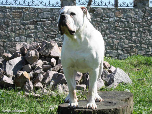 Картинка животные собаки