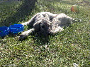 Картинка животные собаки