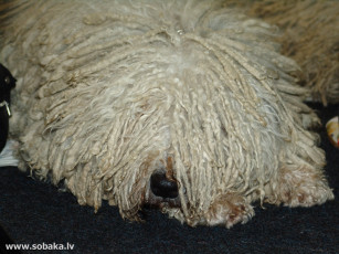 Картинка животные собаки