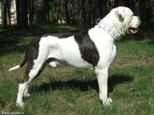 Картинка животные собаки