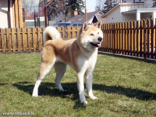 Картинка животные собаки