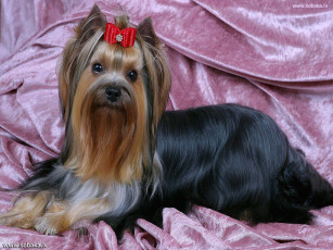 Картинка животные собаки