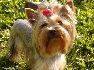 Картинка животные собаки