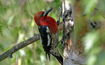 Картинка животные дятлы