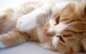 Картинка животные коты