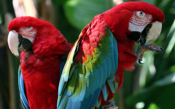 Картинка животные попугаи