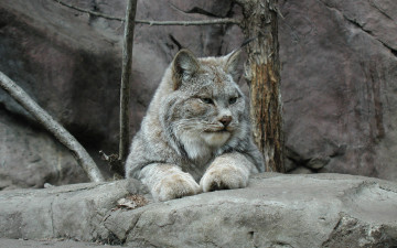 Картинка животные рыси