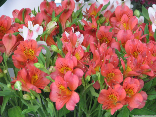 Обои картинки фото цветы, альстромерия