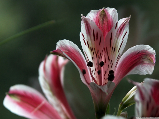 Обои картинки фото цветы, альстромерия