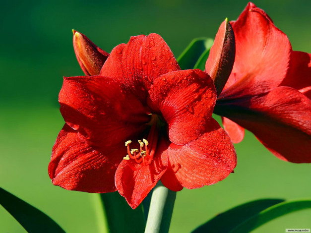 Обои картинки фото цветы, амариллисы, гиппеаструмы