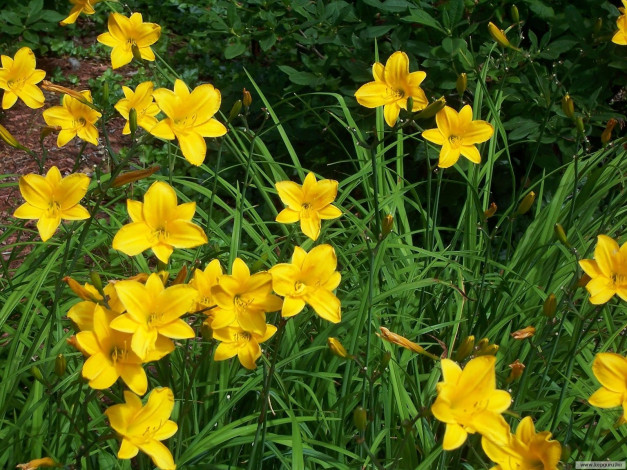 Обои картинки фото цветы, лилии, лилейники