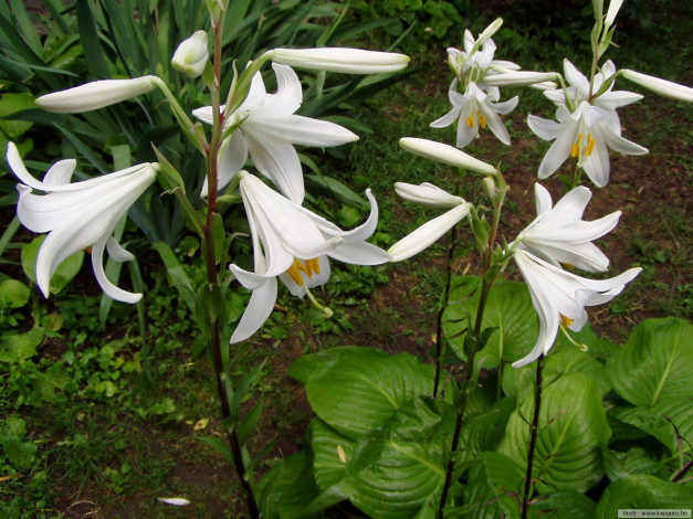 Обои картинки фото цветы, лилии, лилейники