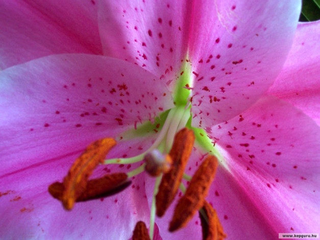 Обои картинки фото цветы, лилии, лилейники