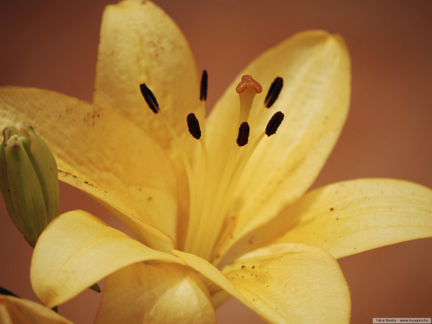 Обои картинки фото цветы, лилии, лилейники