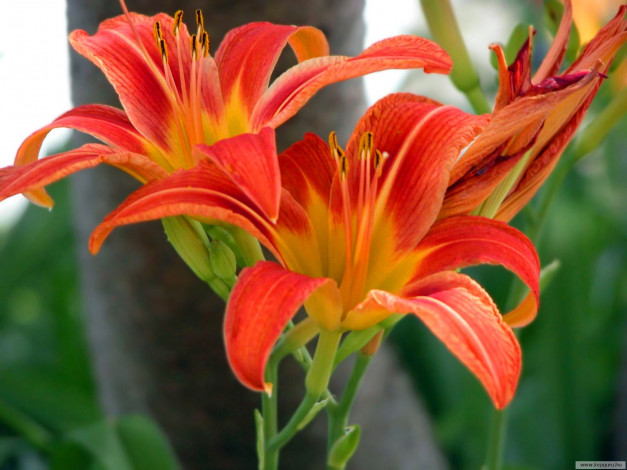 Обои картинки фото цветы, лилии, лилейники