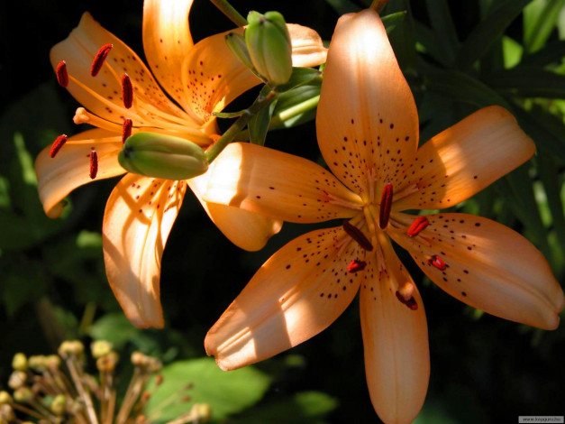 Обои картинки фото цветы, лилии, лилейники