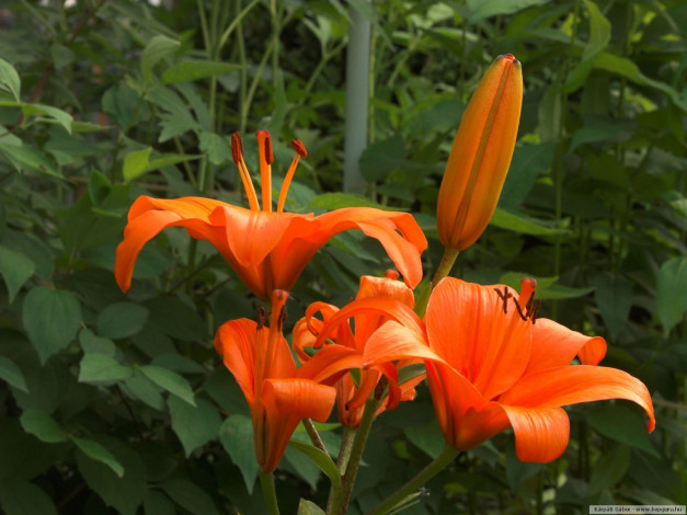 Обои картинки фото цветы, лилии, лилейники