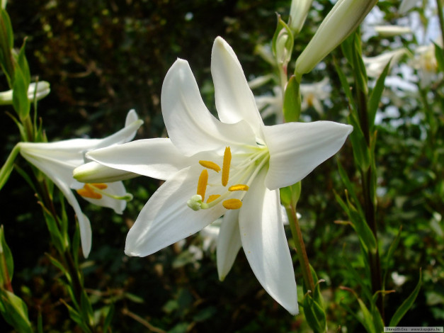 Обои картинки фото цветы, лилии, лилейники
