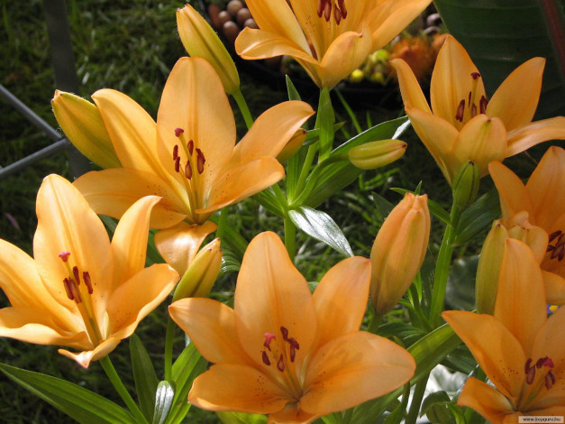 Обои картинки фото цветы, лилии, лилейники