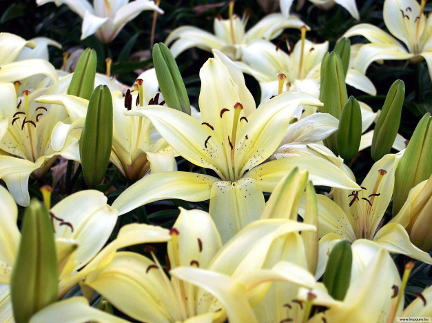 Обои картинки фото цветы, лилии, лилейники