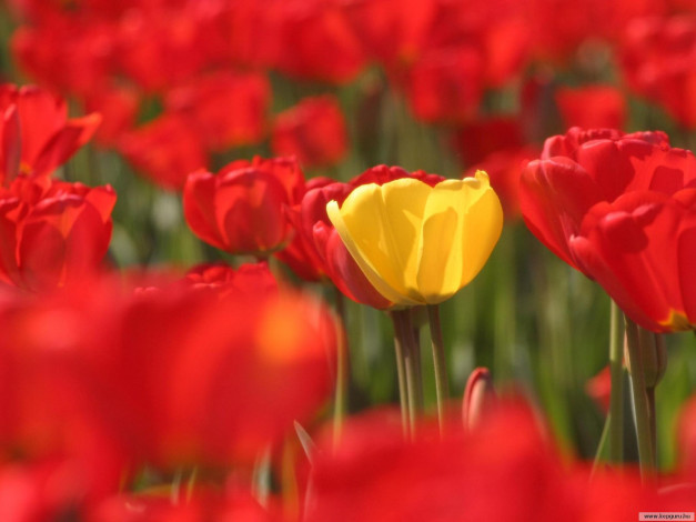 Обои картинки фото цветы, тюльпаны