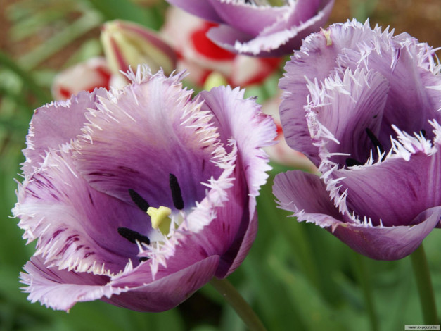 Обои картинки фото цветы, тюльпаны