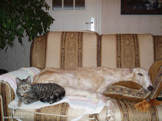 Обои картинки фото животные, разные, вместе