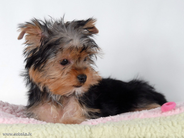 Обои картинки фото животные, собаки