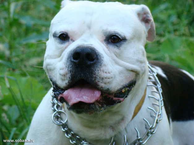 Обои картинки фото животные, собаки