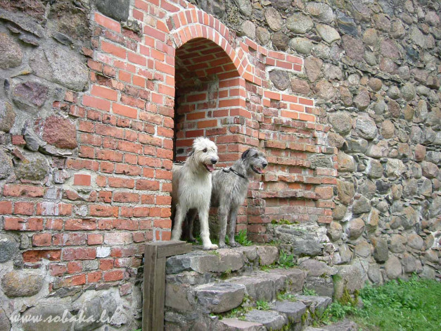 Обои картинки фото животные, собаки