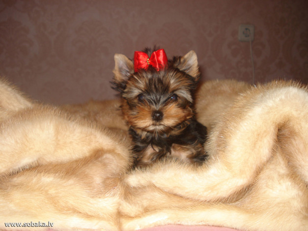 Обои картинки фото животные, собаки