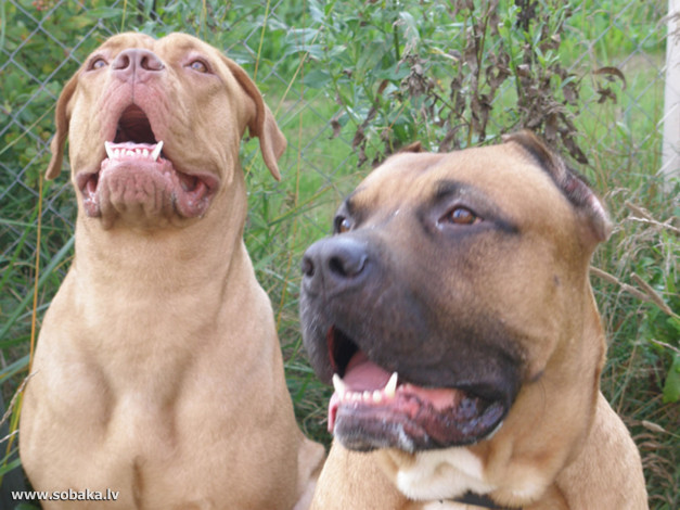 Обои картинки фото животные, собаки