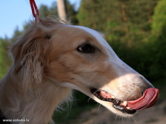 Обои картинки фото животные, собаки