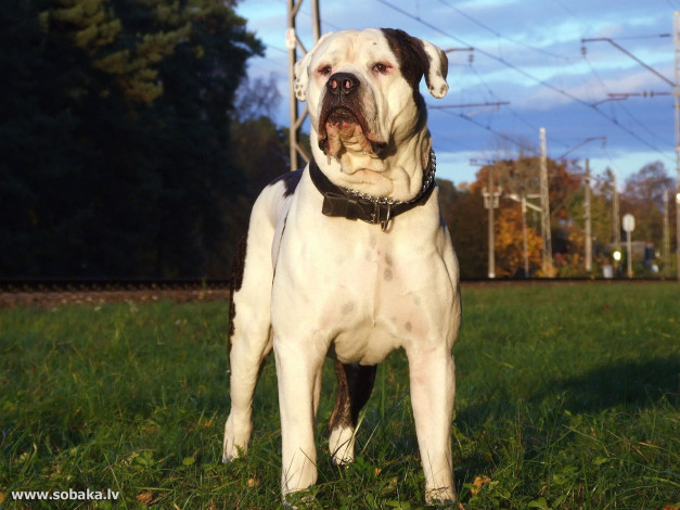 Обои картинки фото животные, собаки