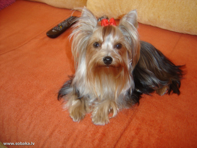 Обои картинки фото животные, собаки