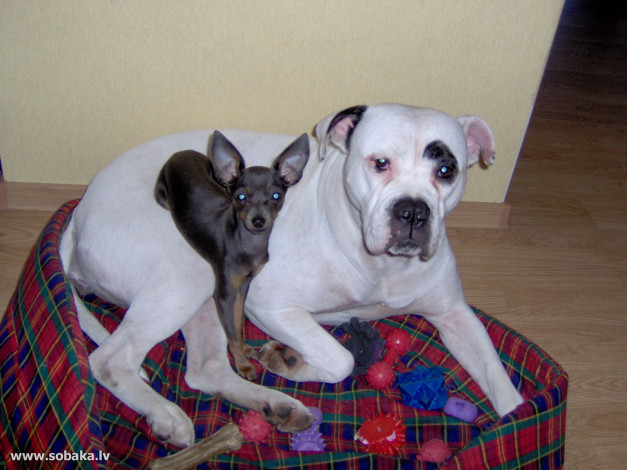 Обои картинки фото животные, собаки