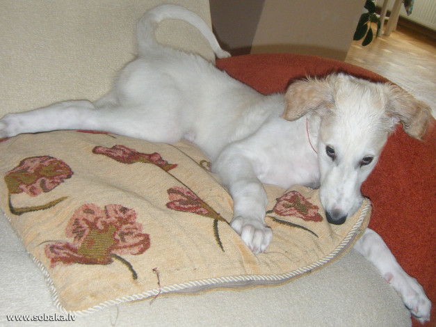 Обои картинки фото животные, собаки