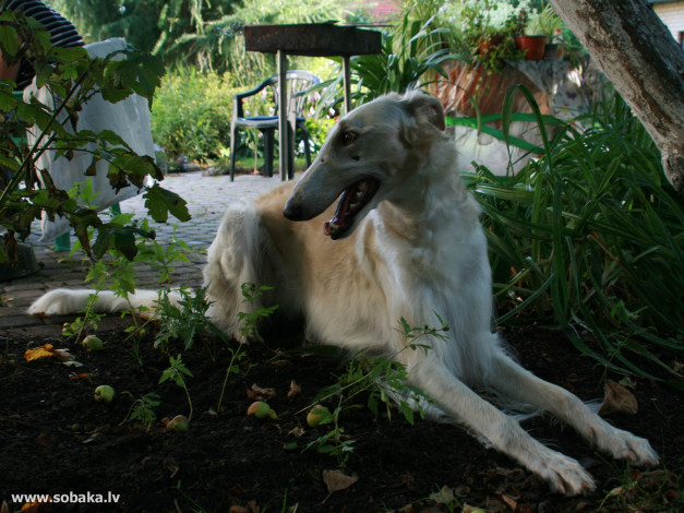 Обои картинки фото животные, собаки