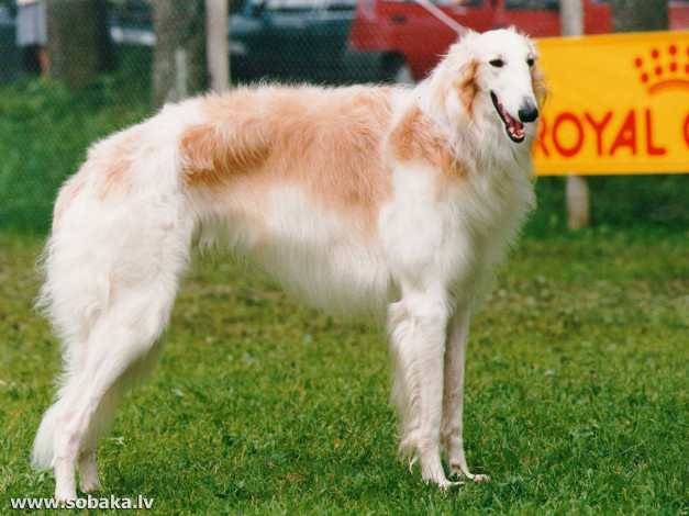 Обои картинки фото животные, собаки