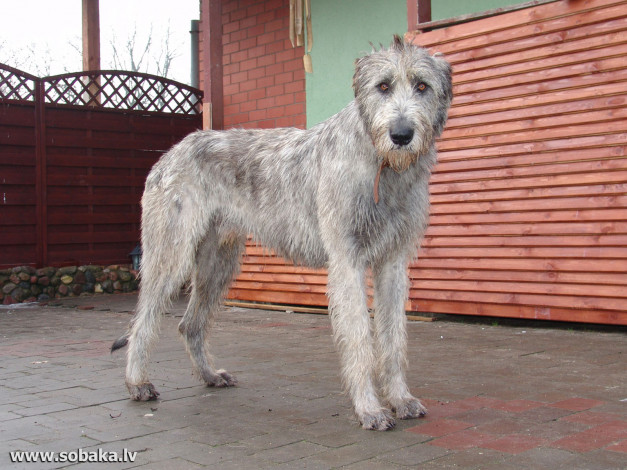 Обои картинки фото животные, собаки