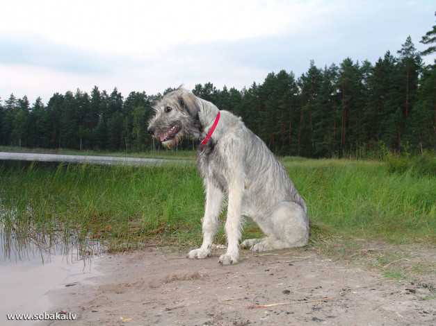 Обои картинки фото животные, собаки