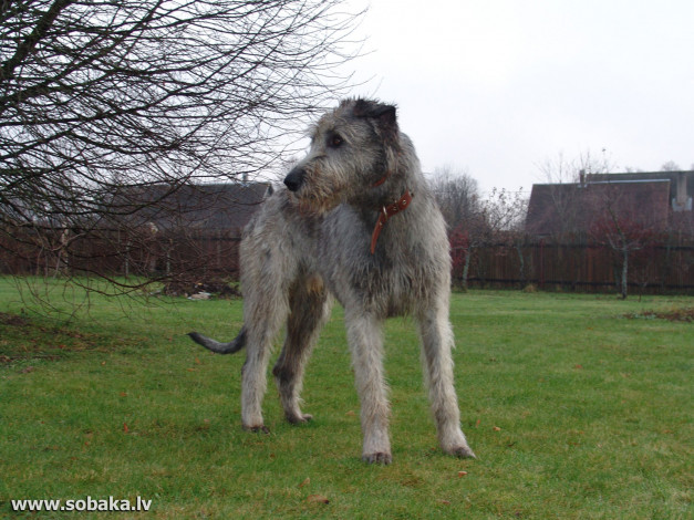 Обои картинки фото животные, собаки