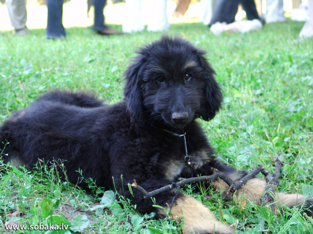 Обои картинки фото животные, собаки