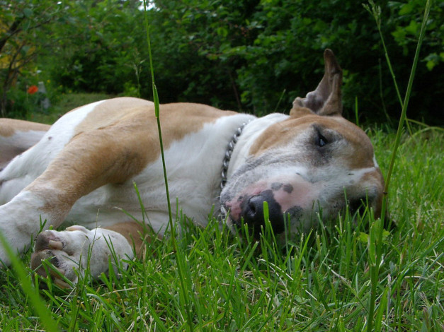 Обои картинки фото животные, собаки