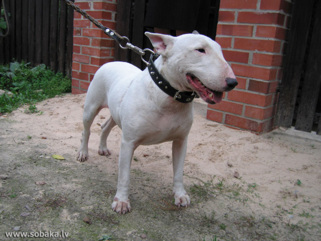 Обои картинки фото животные, собаки